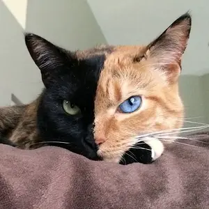 Chimera Cat.