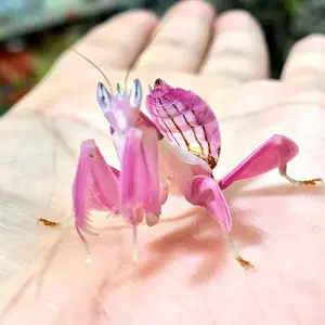 A rare orchid mantis.