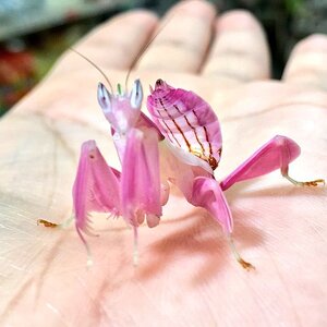 A rare orchid mantis.