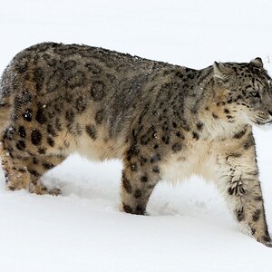 Snow Leopard.