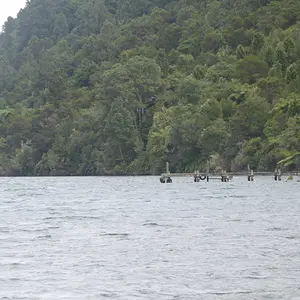 The Jetty of Hope---Lake Okataina