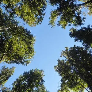 Trees---Lake Okataina