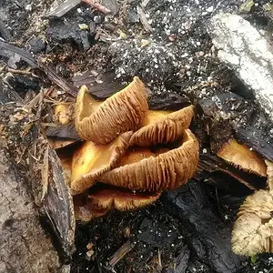 can anyone identify these mushrooms?