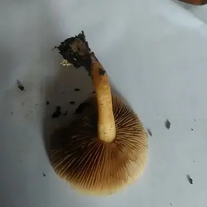 can anyone identify this mushroom?