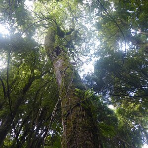 Very Tall Tree---Lvl2 Geo 2018