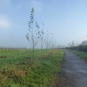 Trees In The Fog---40km Adventure