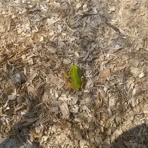Baby green tree frog.