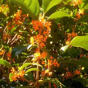Flowering Olive