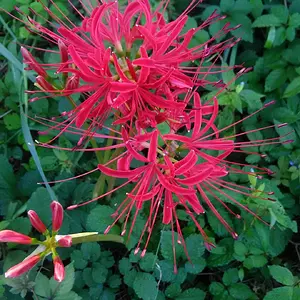 Red spider lillies.