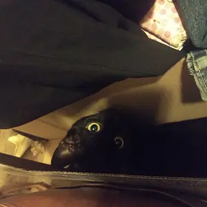 Hiding Maple