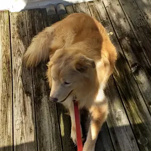 Beau