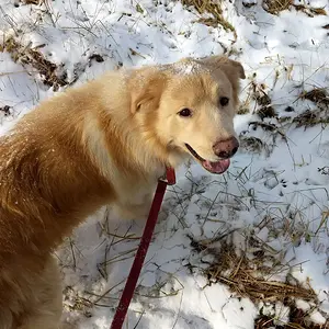 Beau