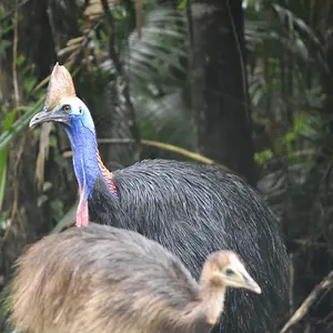 Wild Cassowaries