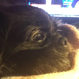 Samantha resting on my lap