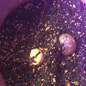 Two avocado seeds planted April 2019