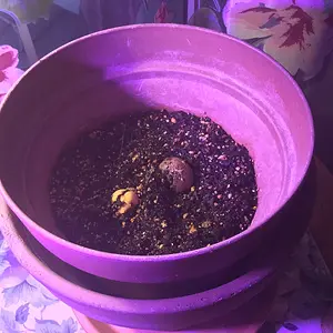 Avocado seeds in soil, under a grow light