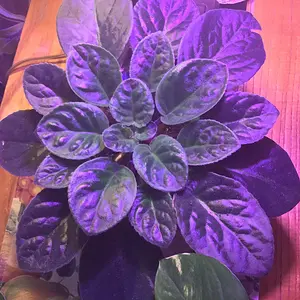 African violet