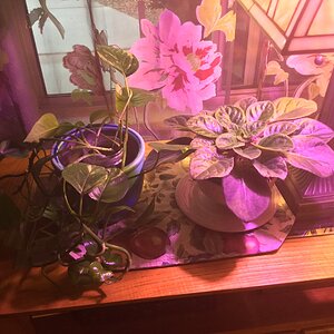 Misc plants in my window