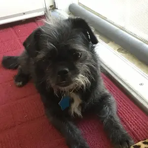 Samantha’s first day home from the pound