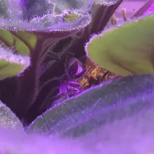 African Violet flower bud