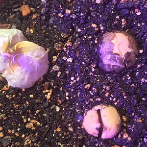 Garlic bulb on the left