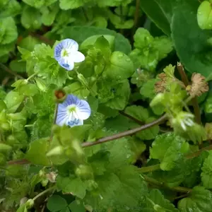 Tiny cute flowers