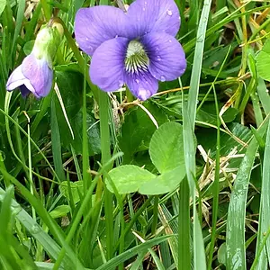 Pretty flower