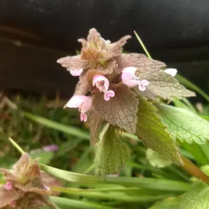 Pretty flower