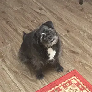 Listening to me sing Elvis