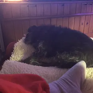 Sound asleep on the recliner footrest Lammy is passed out on the floor.