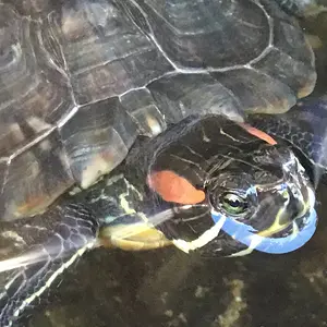 Dorothy my magnificent red-eared slider