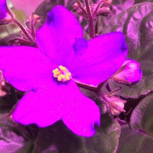 African Violet new bloom