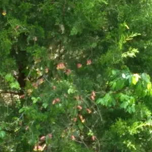 Vine Flowers in a Tree