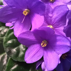 African violet's lovely color