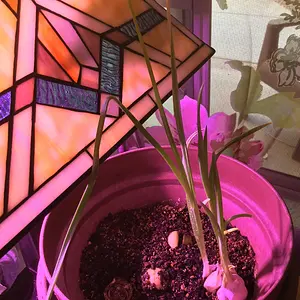 Garlic bulb growing in the window