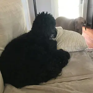 Silly pups