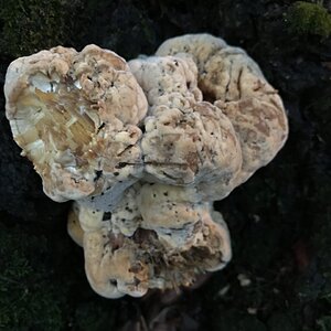 Cool fungus on base of oak tree