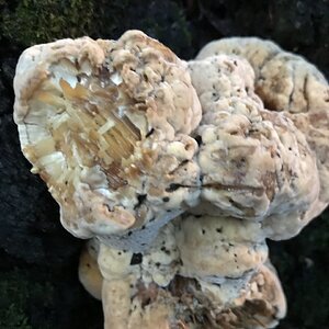 Cool fungus on base of oak tree 2