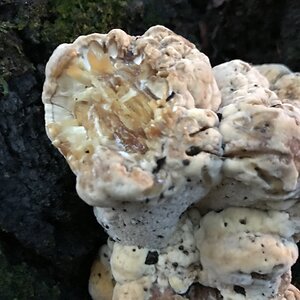 Cool fungus on base of oak tree 3
