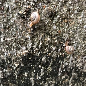Cute snails