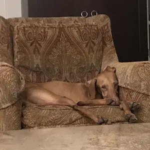 Leggy doggy