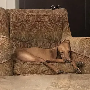 Sleepy legs
