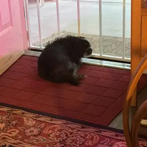 Samantha looking out security door