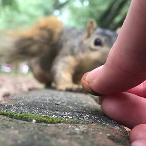 New movie - Big Mama stars as stealthy almond thief
