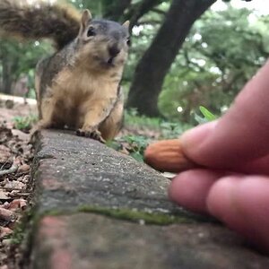 Nose wiggle with a cute smirk