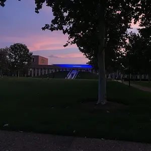 Rice at dusk