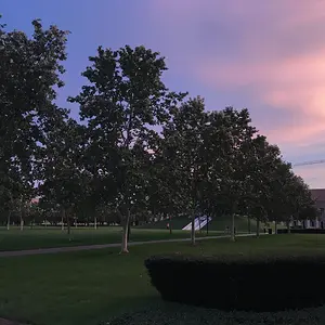 Rice at dusk