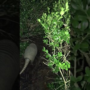Sniffy the armadillo