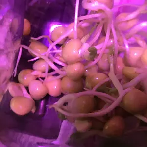 Pea Sprouts!