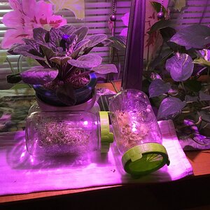 Sprouts in window and under a grow light